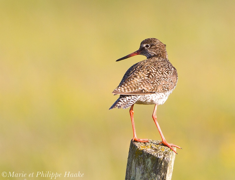 Chevalier gambette 0015_wm.jpg - Chevalier gambette, Common Redshank, Tringa totanus (Danemark, juin 2011)
